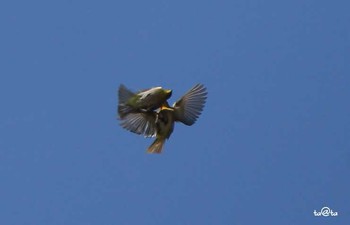 Warbling White-eye 仙台市・台原森林公園 Sun, 4/16/2017