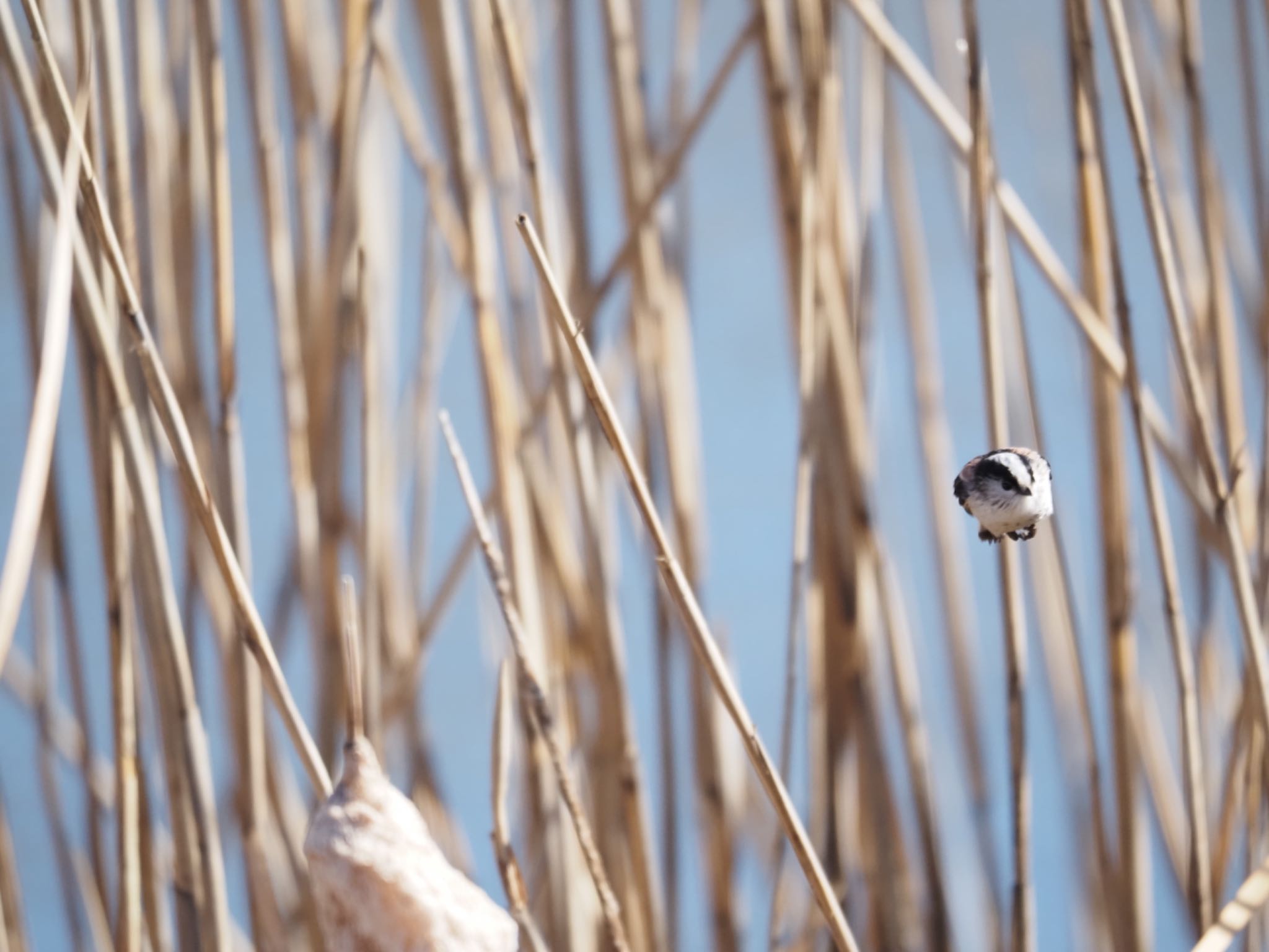 Long-tailed Tit