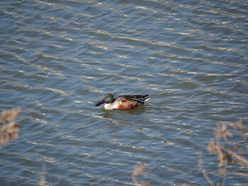 Northern Shoveler 境川遊水地公園 Wed, 1/12/2022