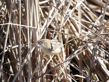 Zitting Cisticola 境川遊水地公園 Wed, 1/12/2022