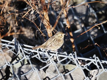 Masked Bunting 境川遊水地公園 Wed, 1/12/2022