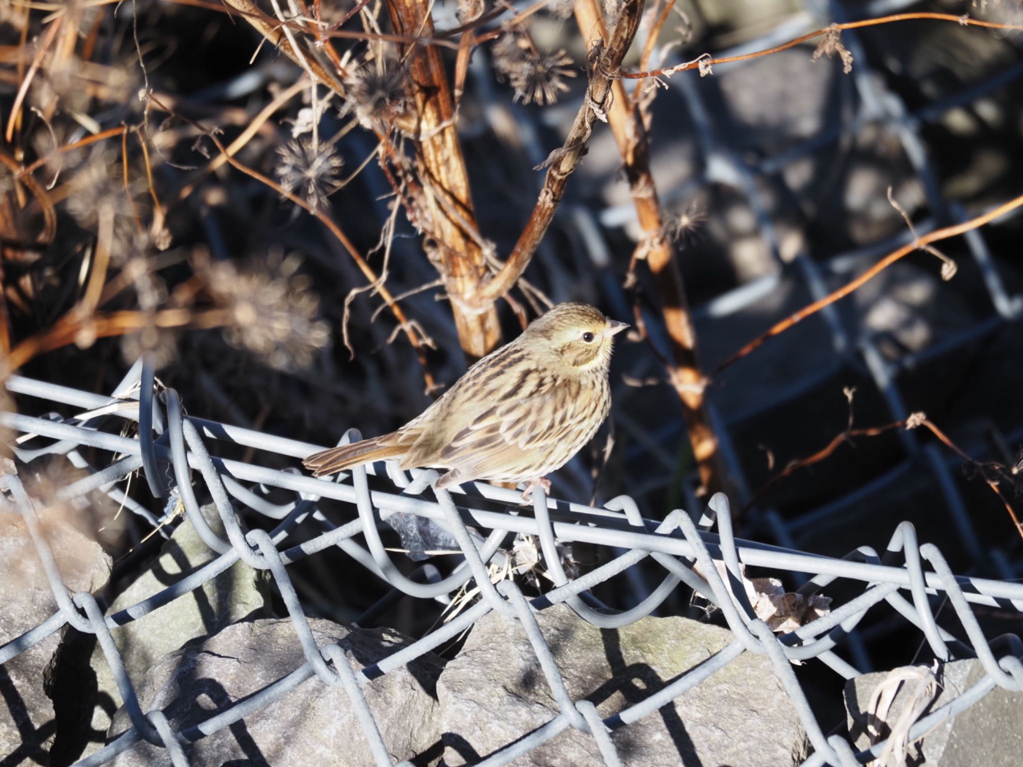 Photo of Masked Bunting at 境川遊水地公園 by メメタァ