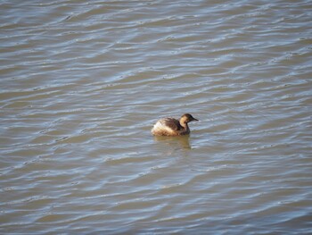 Little Grebe 境川遊水地公園 Wed, 1/12/2022