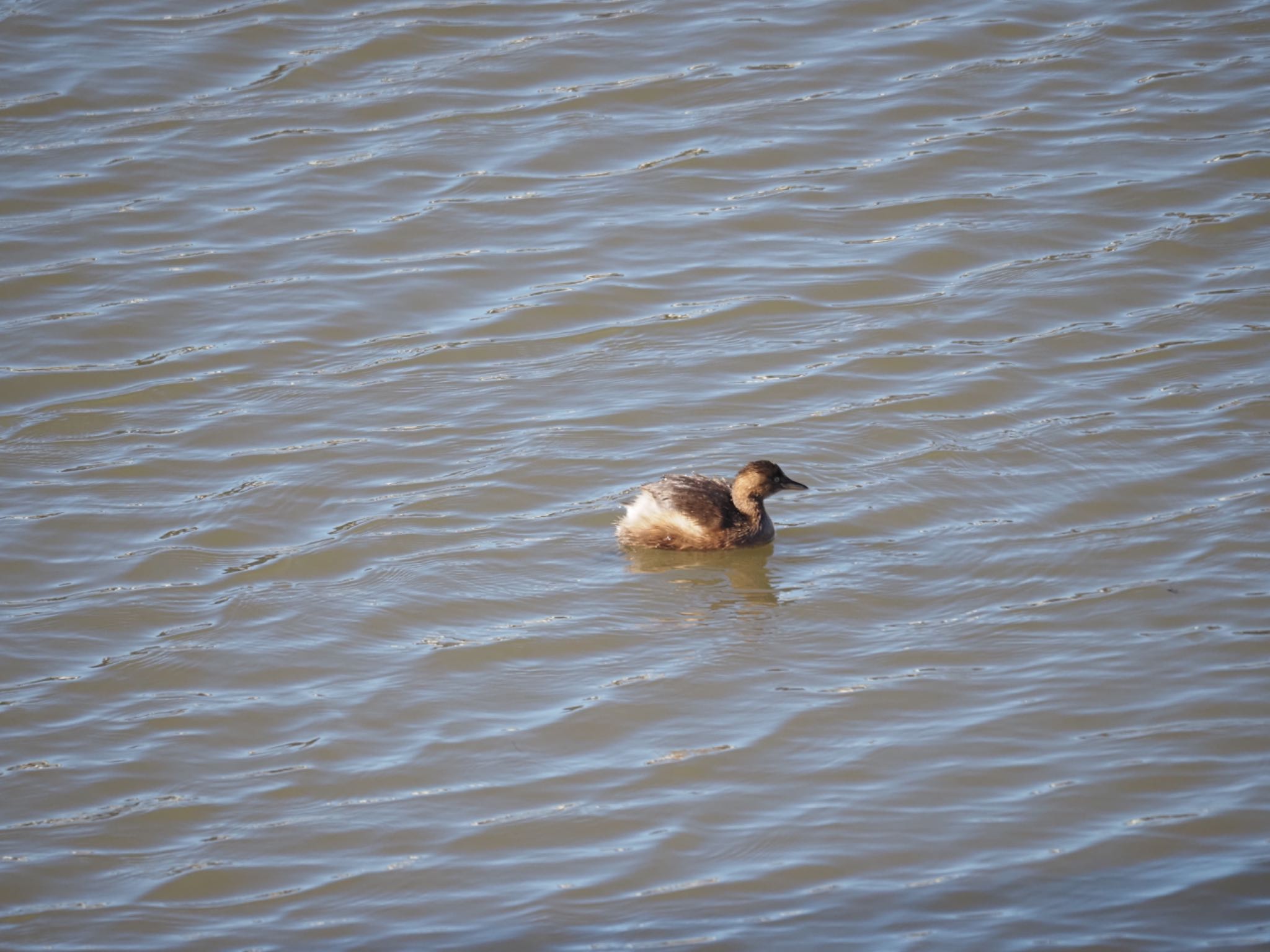 Photo of Little Grebe at 境川遊水地公園 by メメタァ