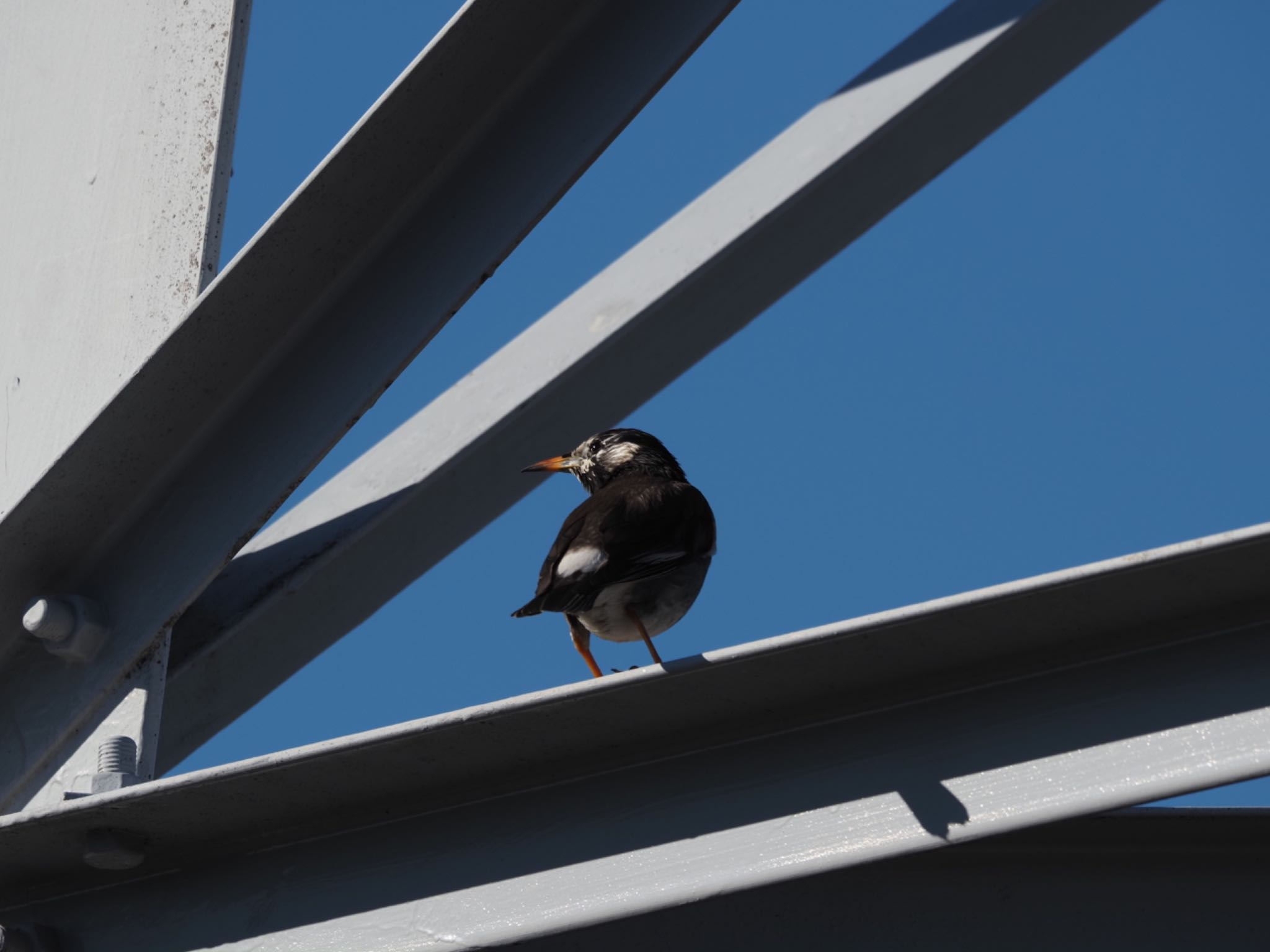 White-cheeked Starling