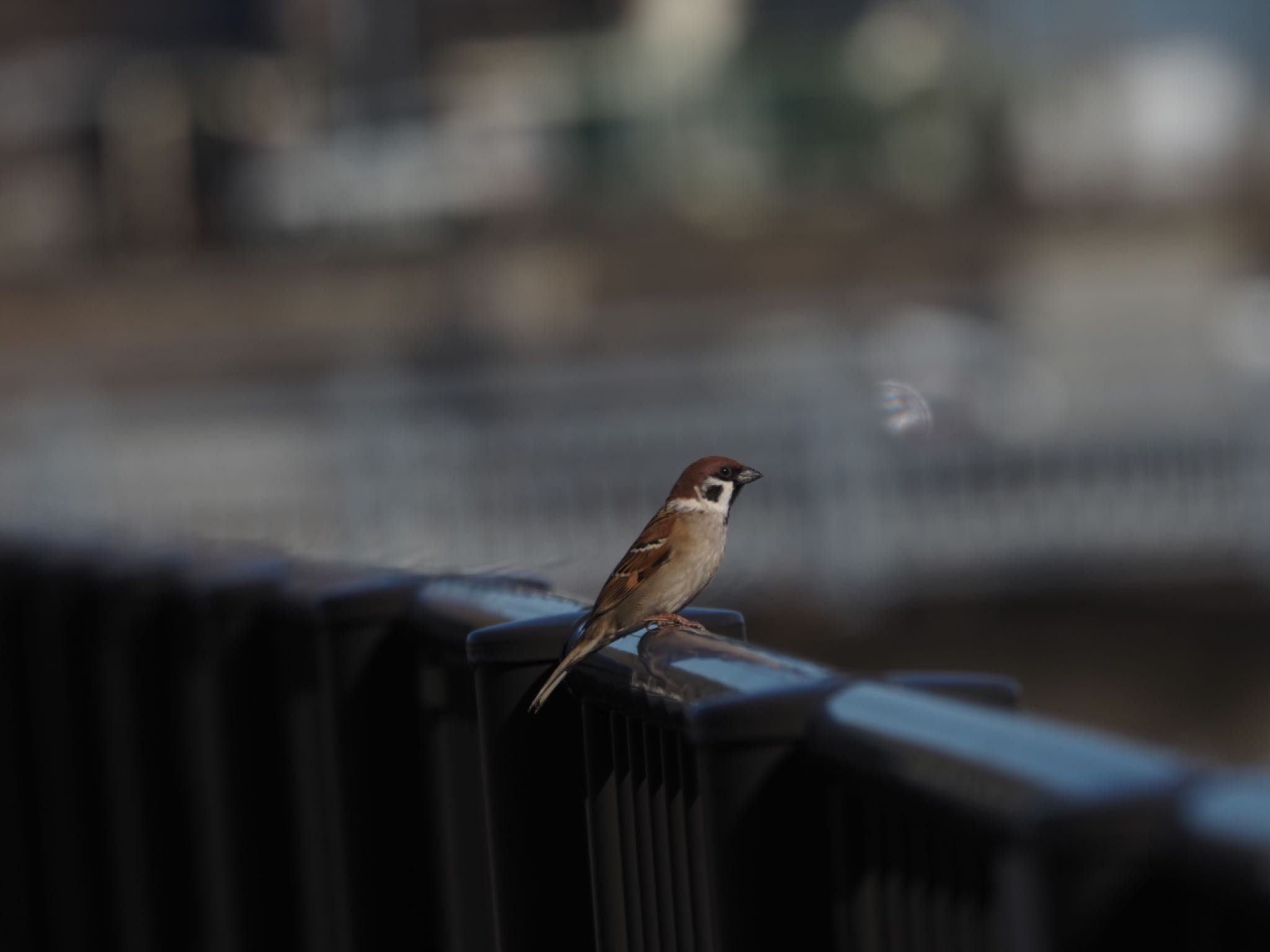 Eurasian Tree Sparrow