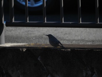 Blue Rock Thrush 境川遊水地公園 Wed, 1/12/2022