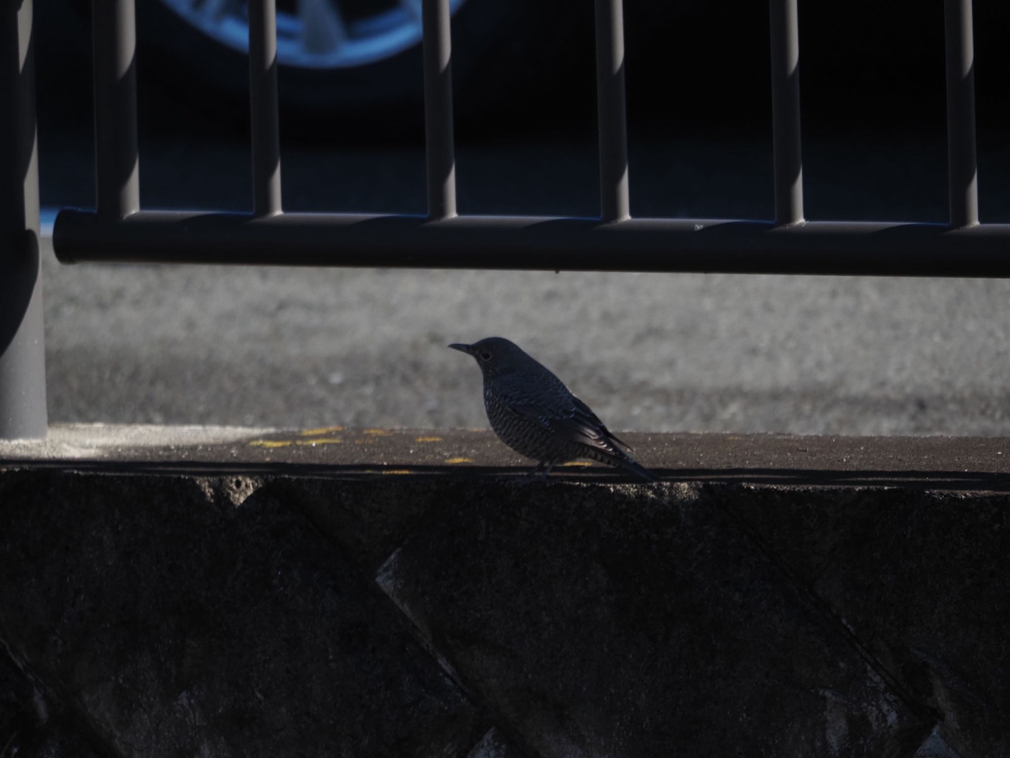 Blue Rock Thrush