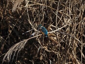 Common Kingfisher 境川遊水地公園 Wed, 1/12/2022