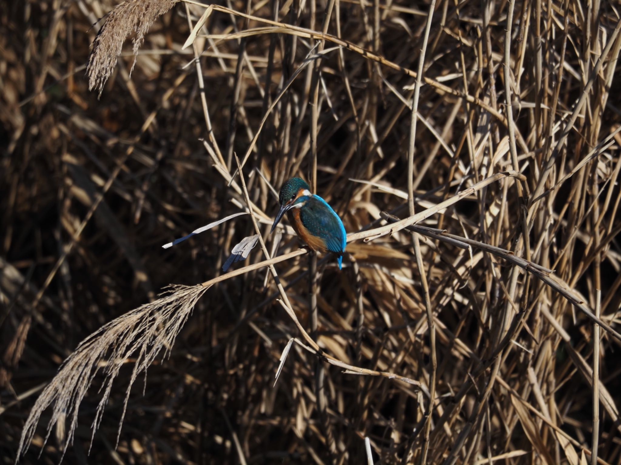 Photo of Common Kingfisher at 境川遊水地公園 by メメタァ