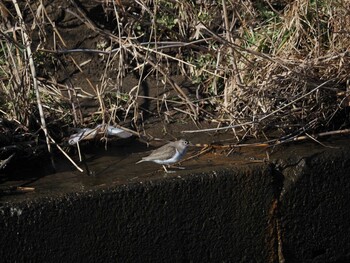 Common Sandpiper 境川遊水地公園 Wed, 1/12/2022