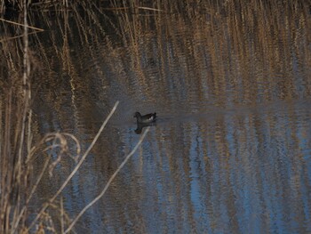 Common Moorhen 境川遊水地公園 Wed, 1/12/2022