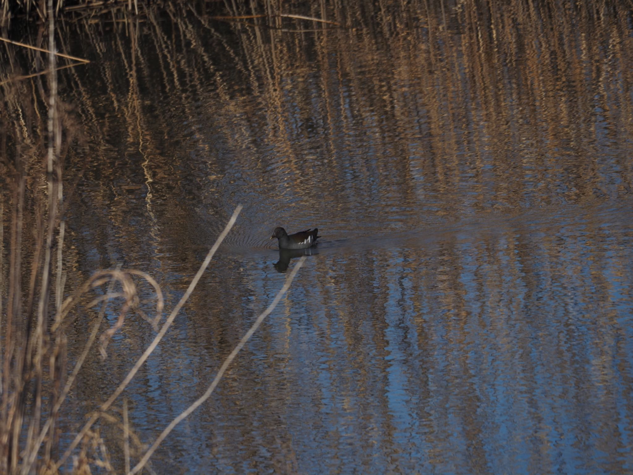 Photo of Common Moorhen at 境川遊水地公園 by メメタァ