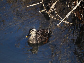 Eastern Spot-billed Duck 境川遊水地公園 Wed, 1/12/2022