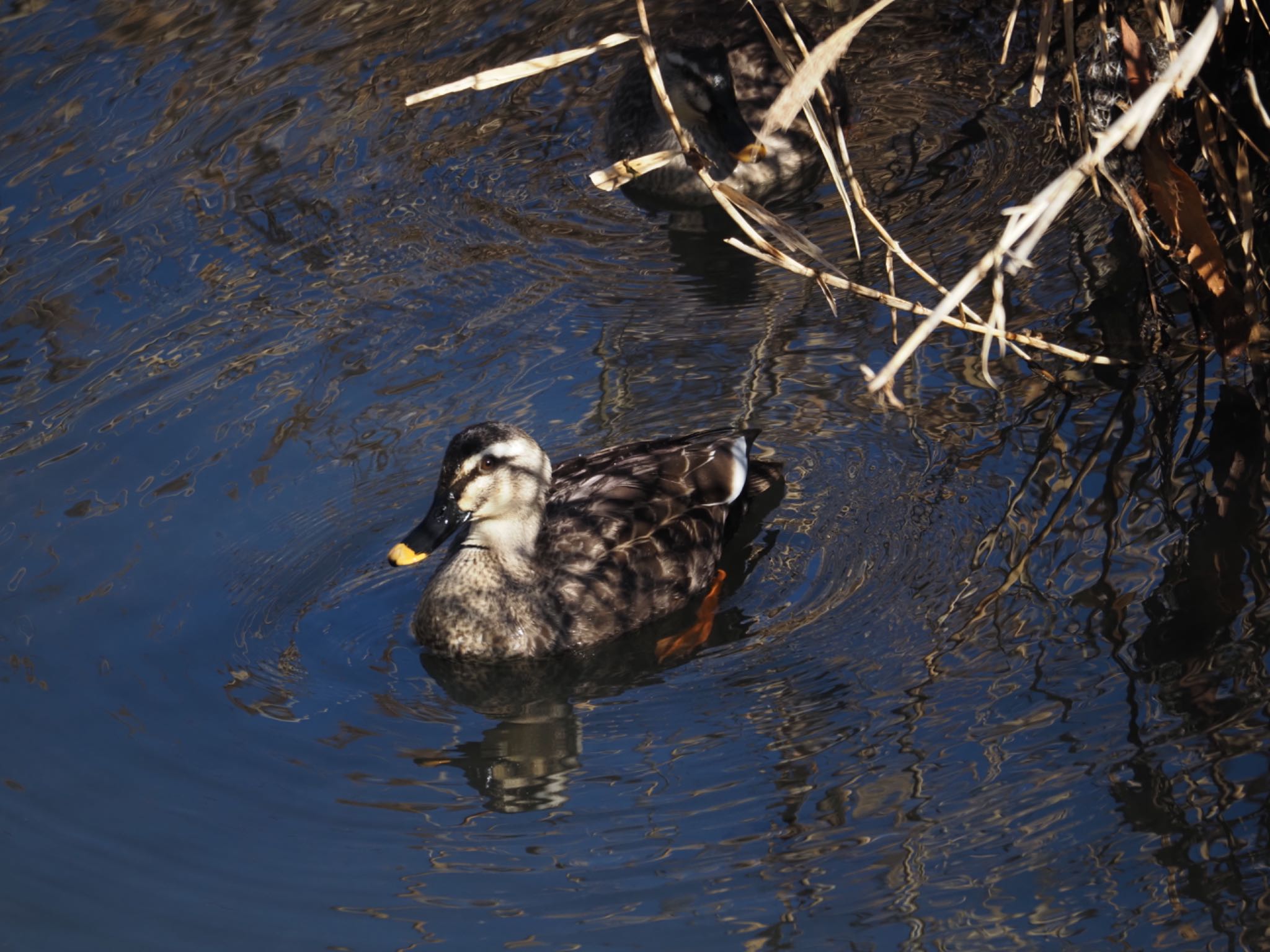 Eastern Spot-billed Duck