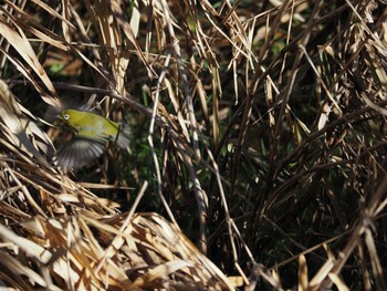 Warbling White-eye 境川遊水地公園 Wed, 1/12/2022