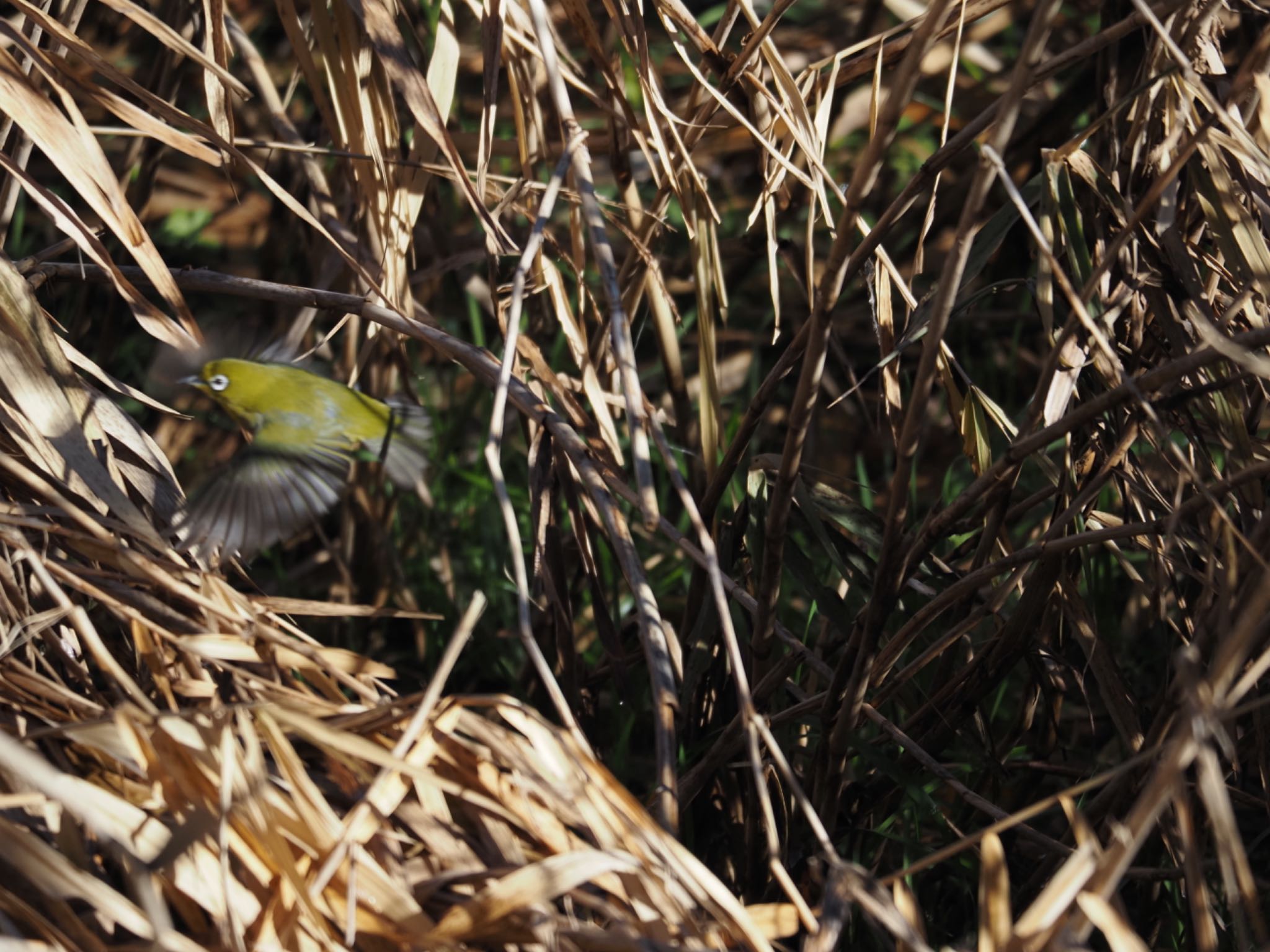 Photo of Warbling White-eye at 境川遊水地公園 by メメタァ