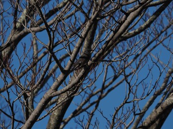 Brown-eared Bulbul 境川遊水地公園 Wed, 1/12/2022