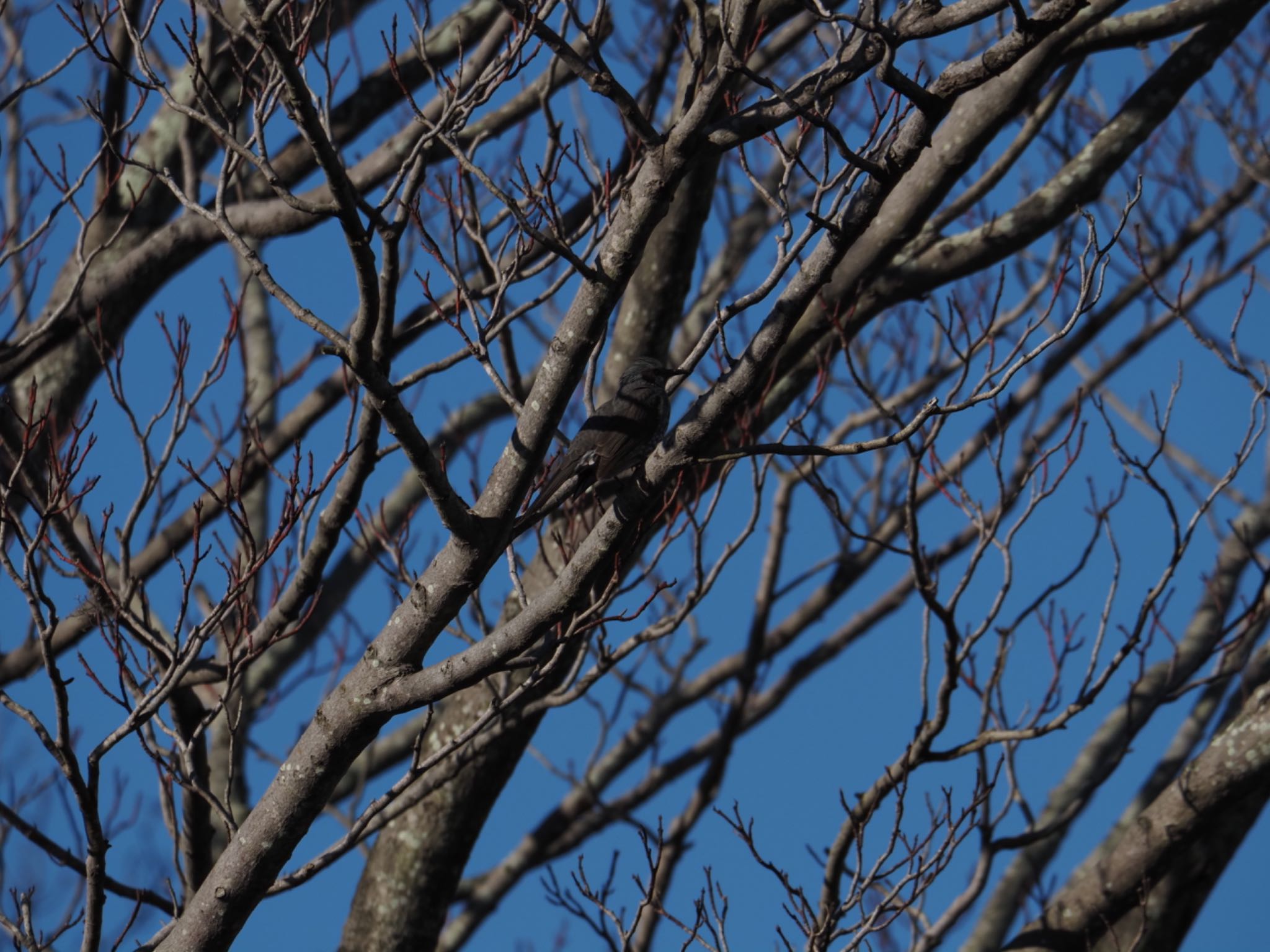 Brown-eared Bulbul