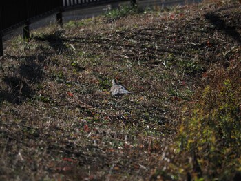 キジバト 境川遊水地公園 2022年1月12日(水)