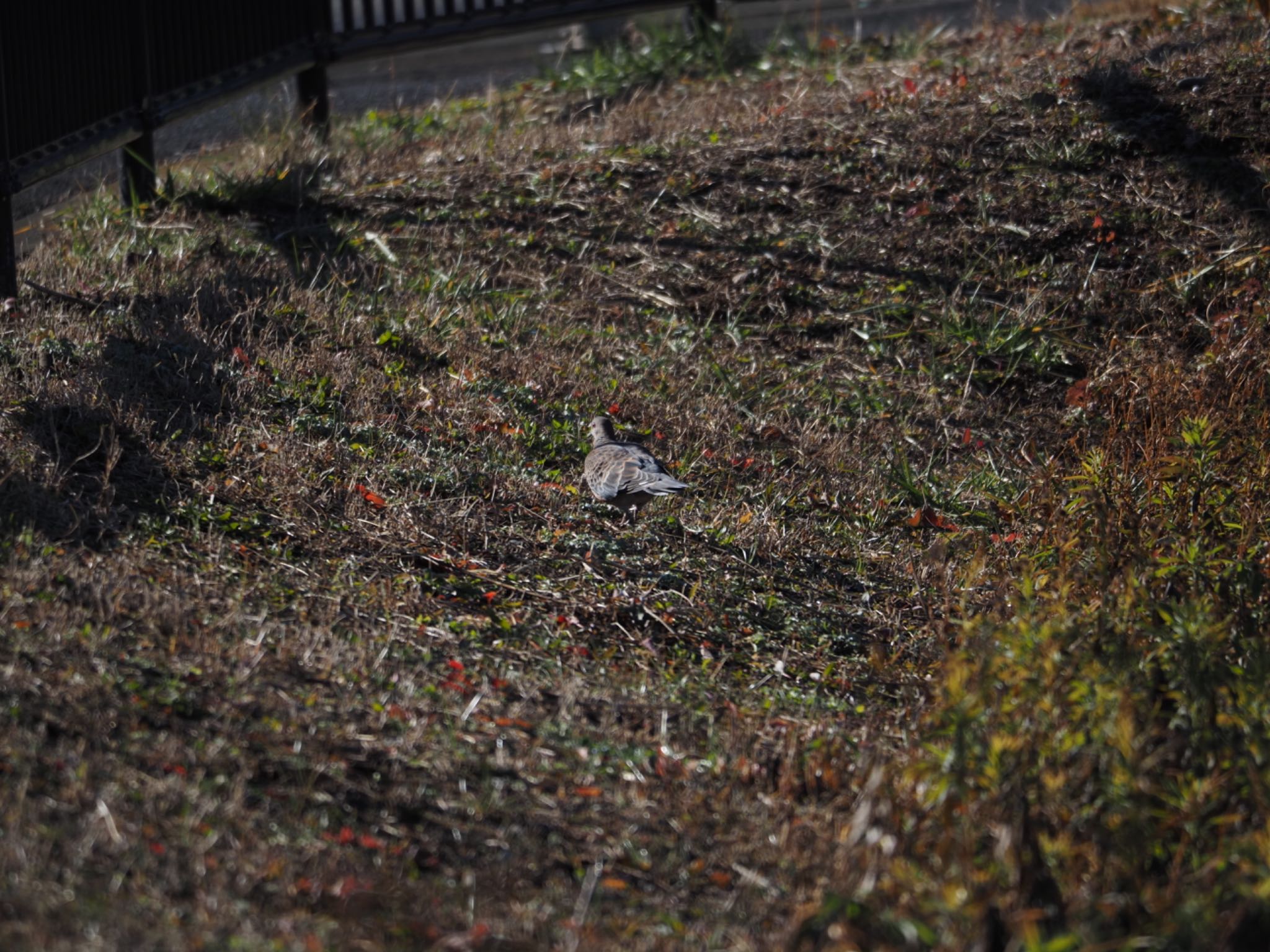 Oriental Turtle Dove