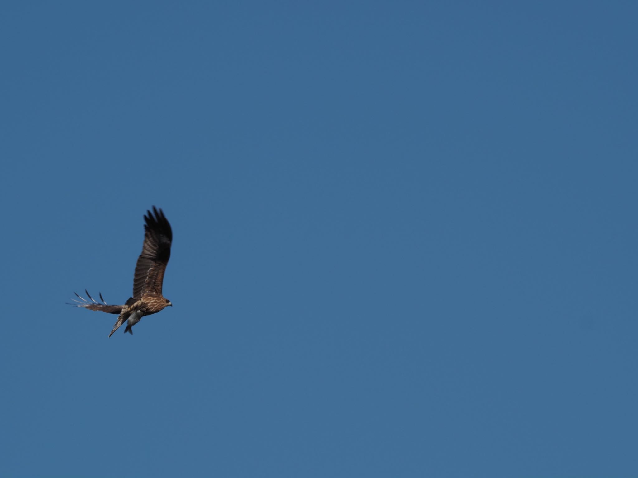 Photo of Black Kite at 境川遊水地公園 by メメタァ