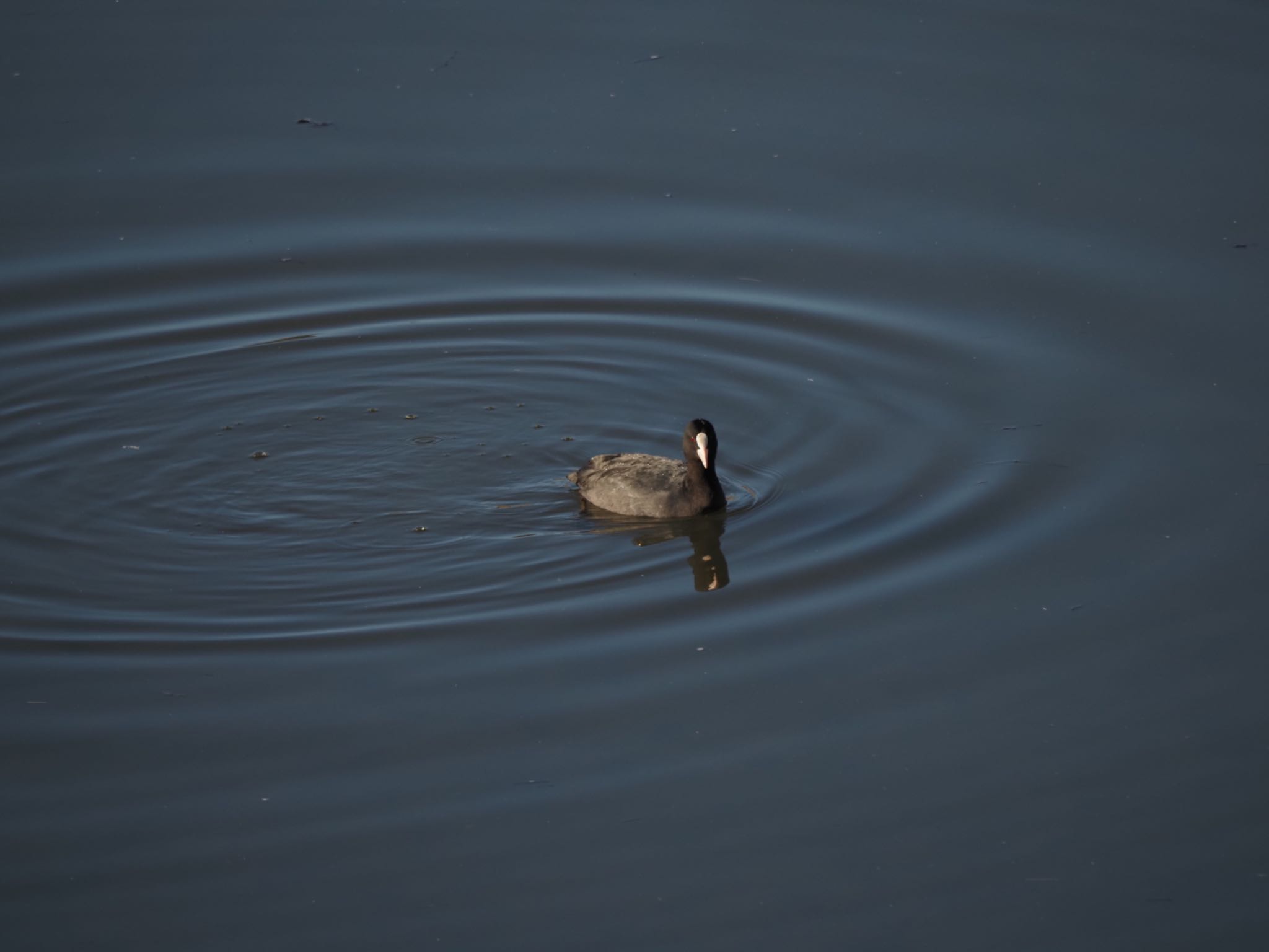 Photo of Eurasian Coot at 境川遊水地公園 by メメタァ