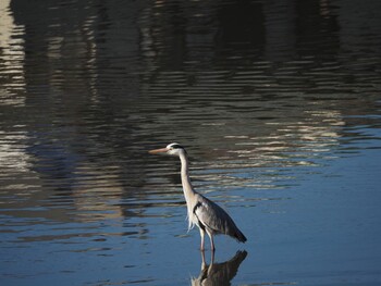 Grey Heron 境川遊水地公園 Wed, 1/12/2022