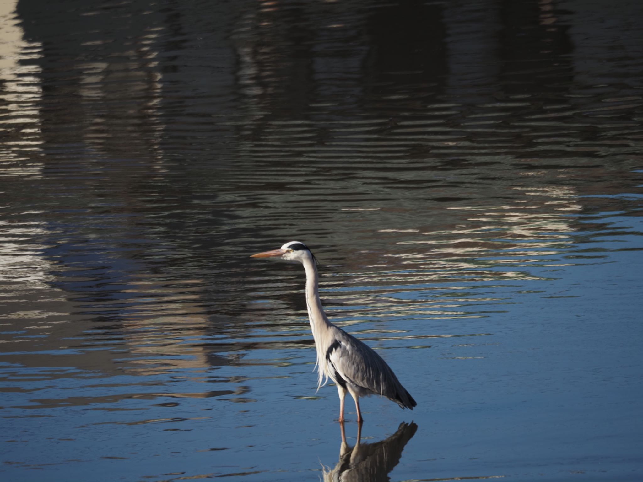 Grey Heron