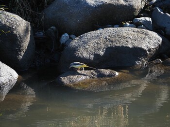 Grey Wagtail 境川遊水地公園 Wed, 1/12/2022