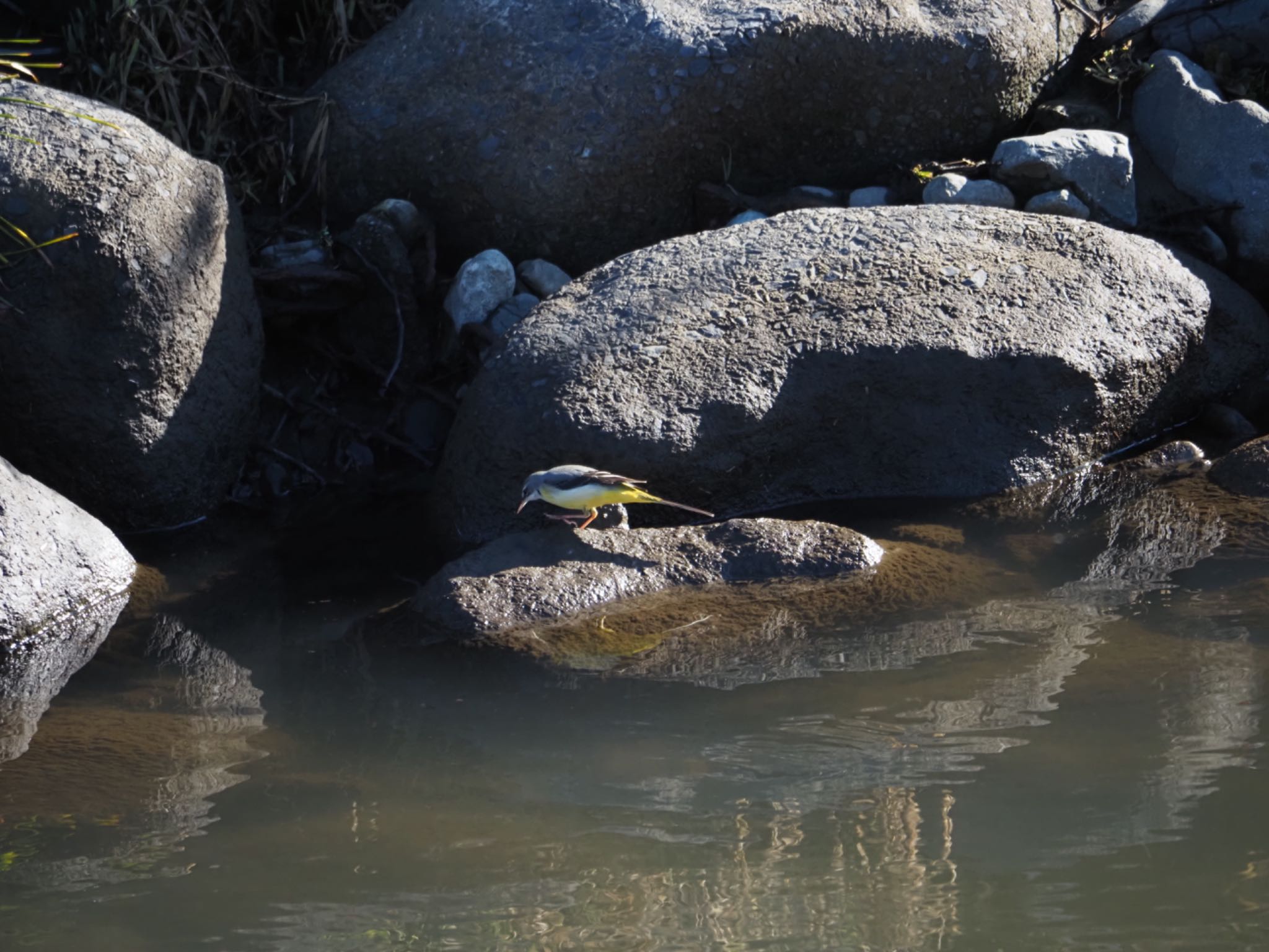 Grey Wagtail