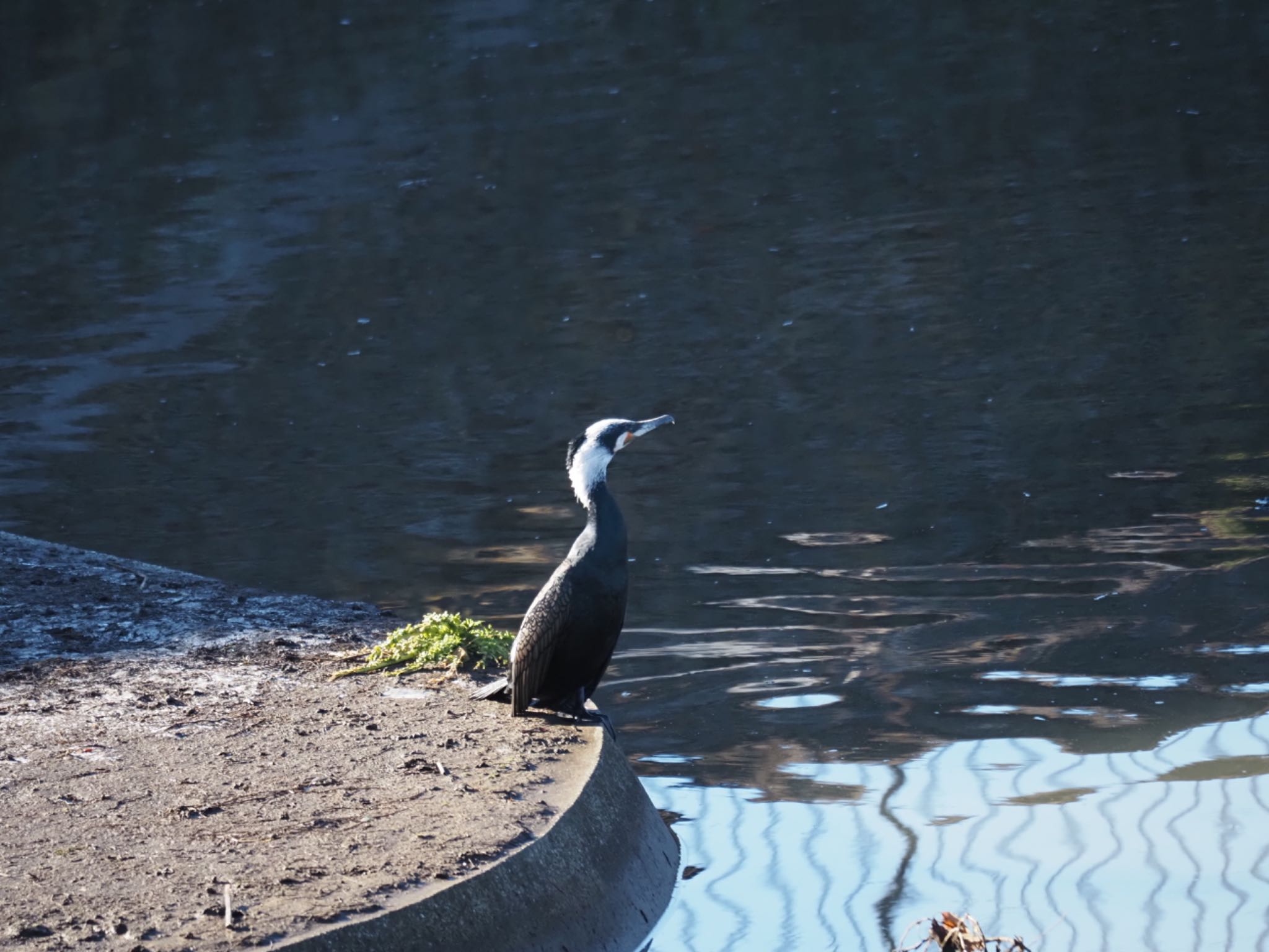 Photo of Great Cormorant at 境川遊水地公園 by メメタァ