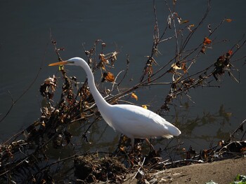 Great Egret 境川遊水地公園 Wed, 1/12/2022