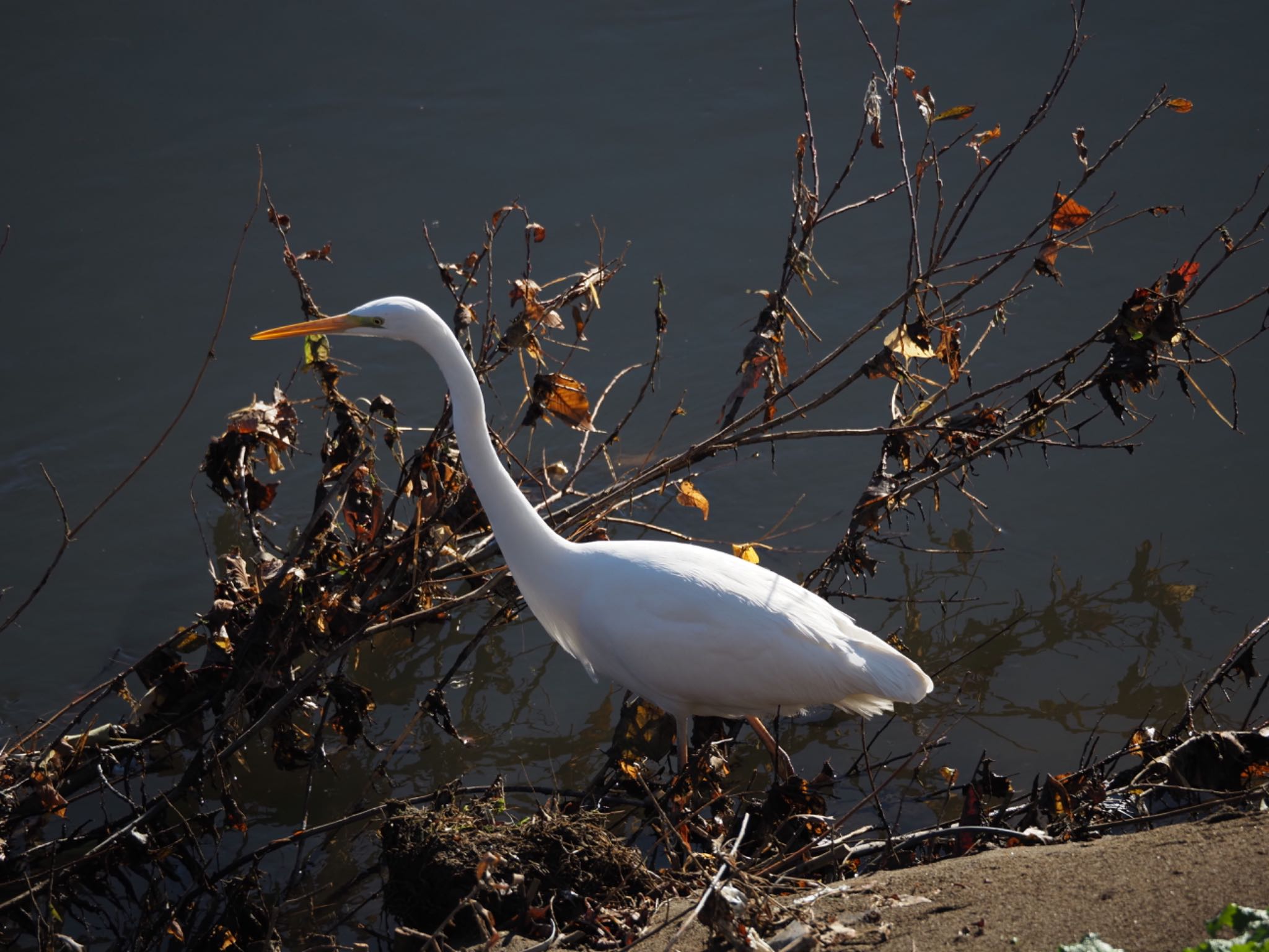 Photo of Great Egret at 境川遊水地公園 by メメタァ