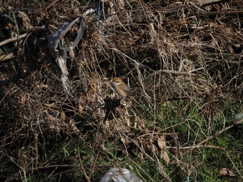 Bull-headed Shrike 境川遊水地公園 Wed, 1/12/2022