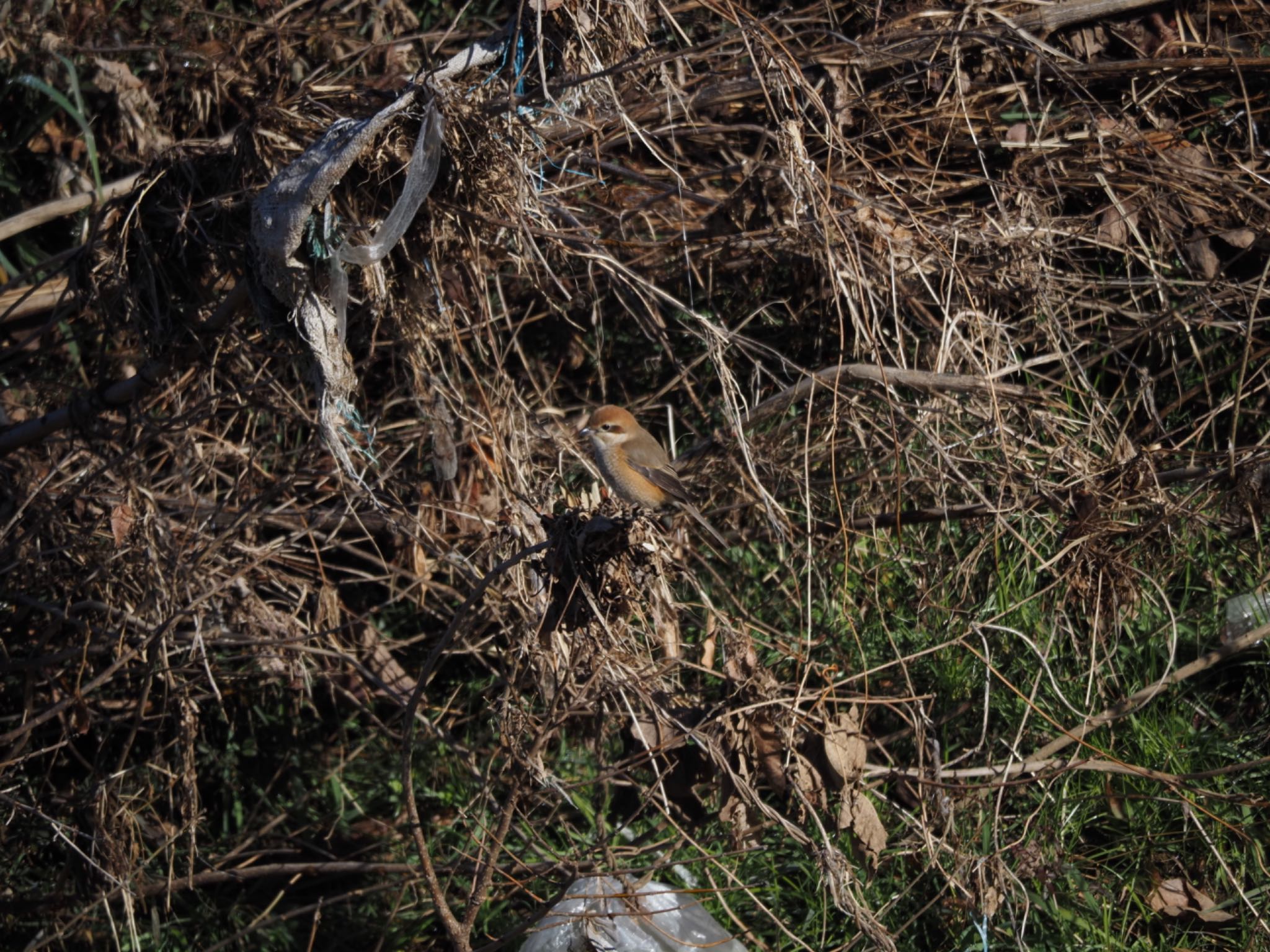 Bull-headed Shrike