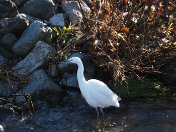 Little Egret 境川遊水地公園 Wed, 1/12/2022