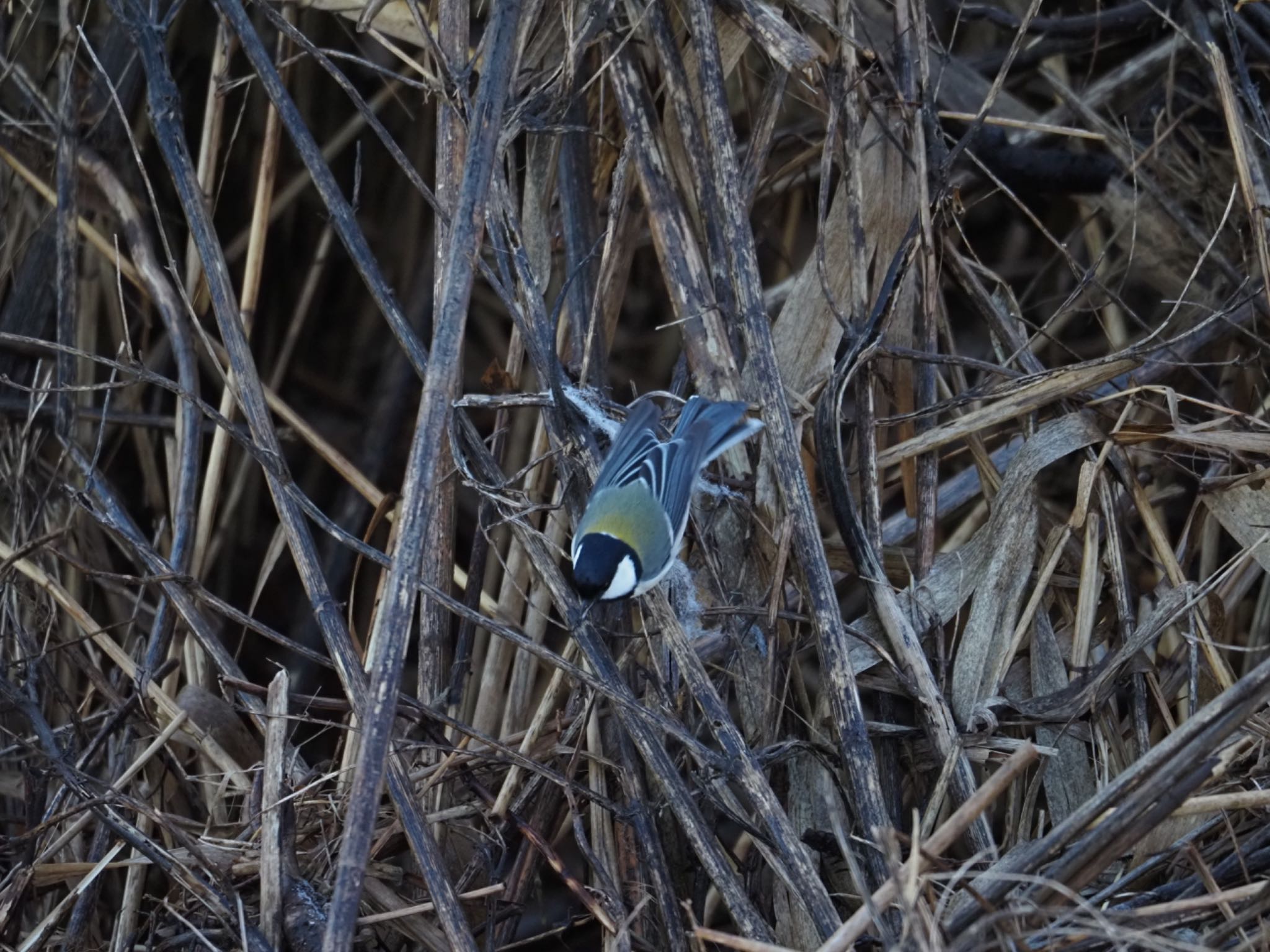 Japanese Tit