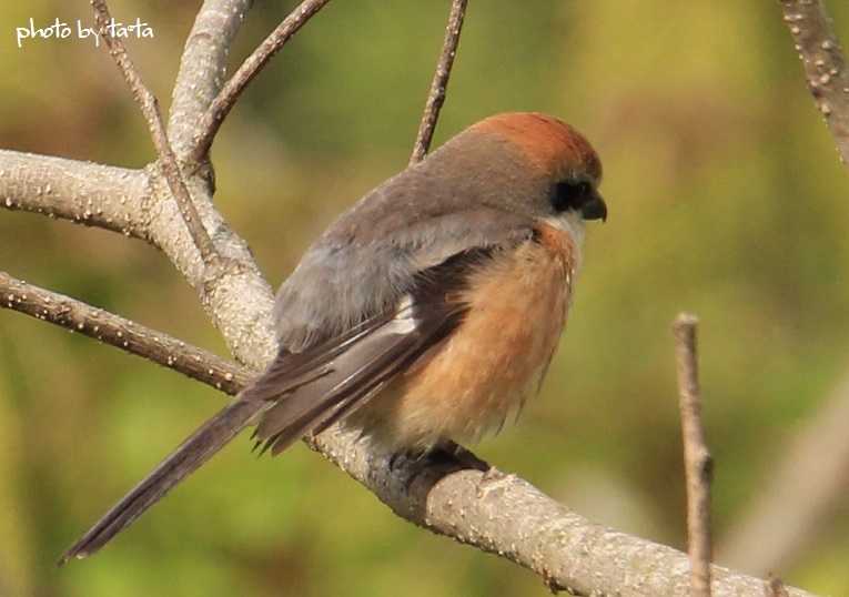 Photo of Bull-headed Shrike at 仙台市・水の森公園 by ta@ta