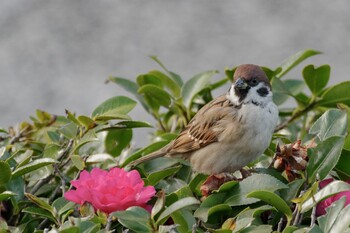 Eurasian Tree Sparrow 檜町公園(東京ミッドタウン) Thu, 1/13/2022