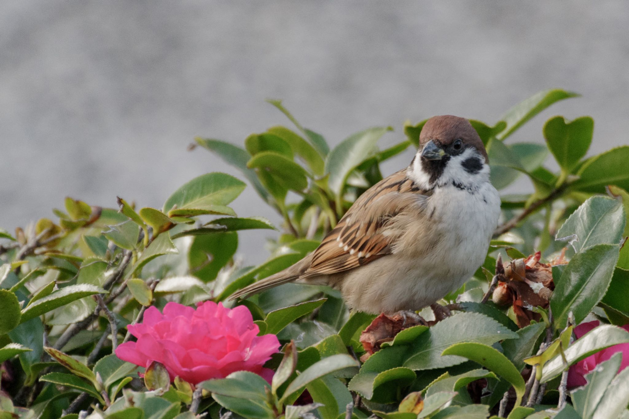 Photo of Eurasian Tree Sparrow at 檜町公園(東京ミッドタウン) by Marco Birds