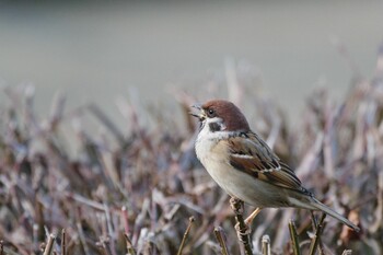 スズメ 檜町公園(東京ミッドタウン) 2022年1月13日(木)