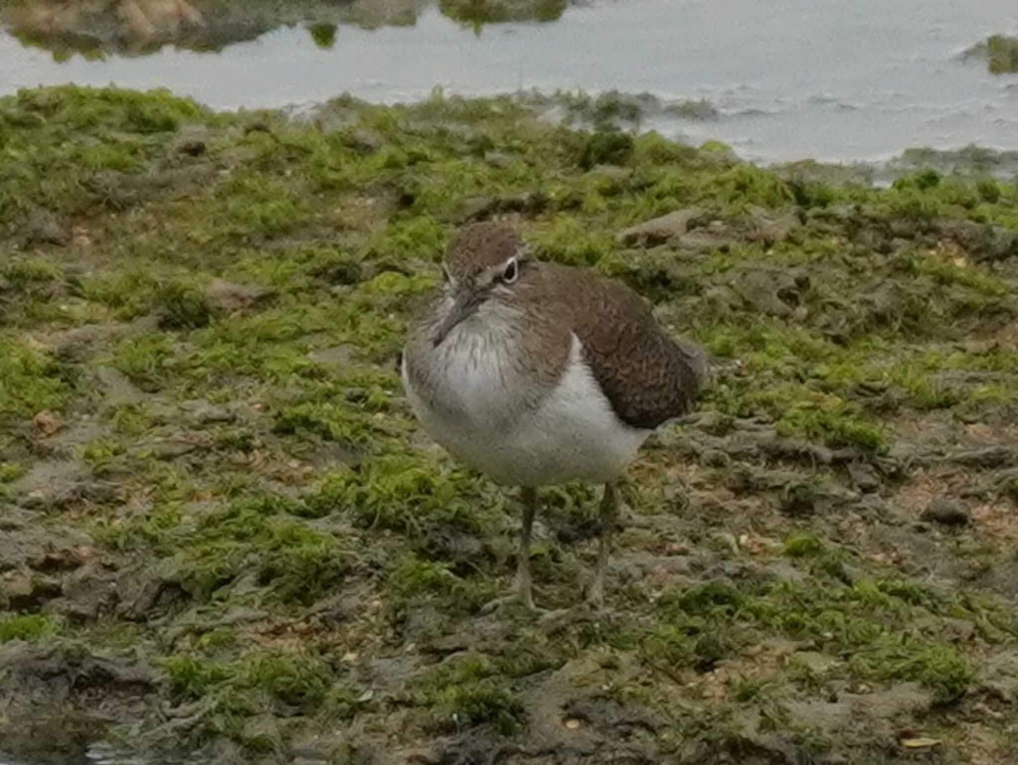 イカルチドリ