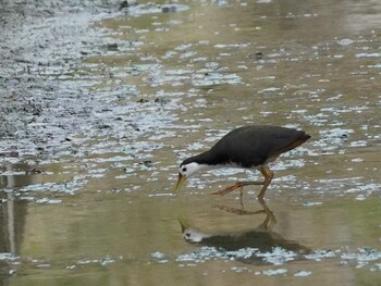 2022年1月10日(月) 石垣島の野鳥観察記録