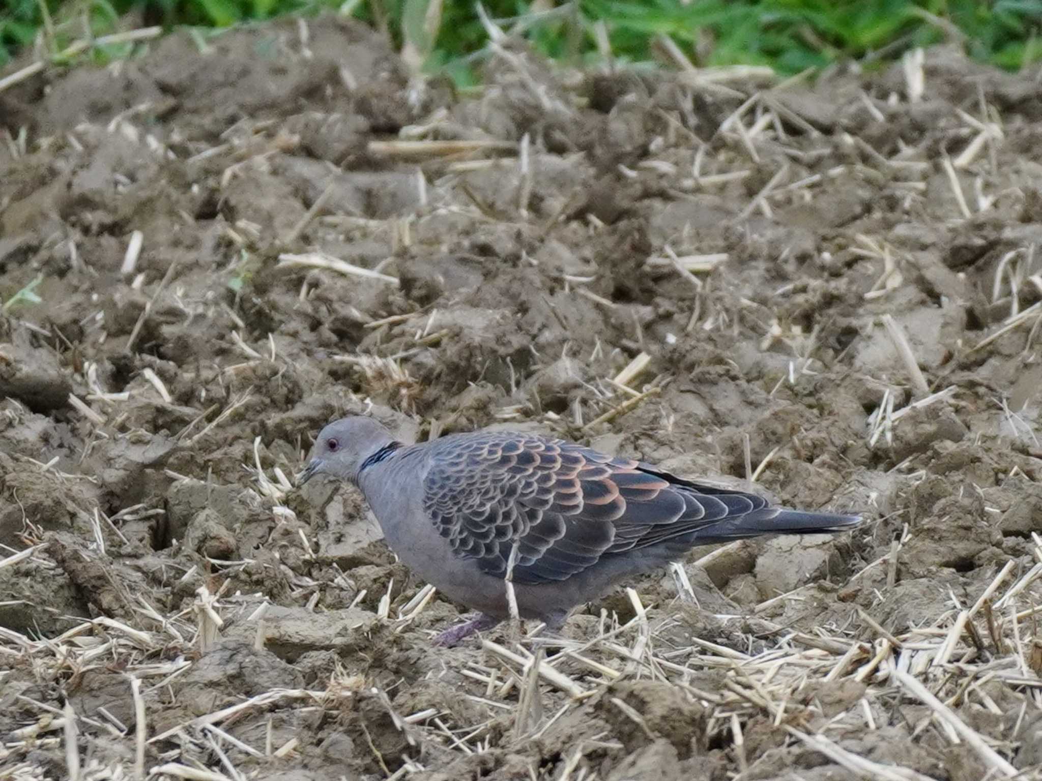 リュウキュウキジバト