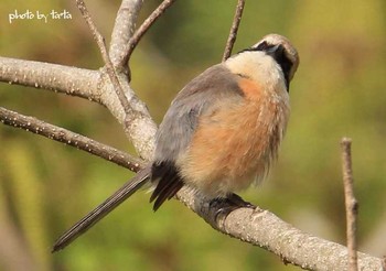 Bull-headed Shrike 仙台市・水の森公園 Sun, 5/7/2017