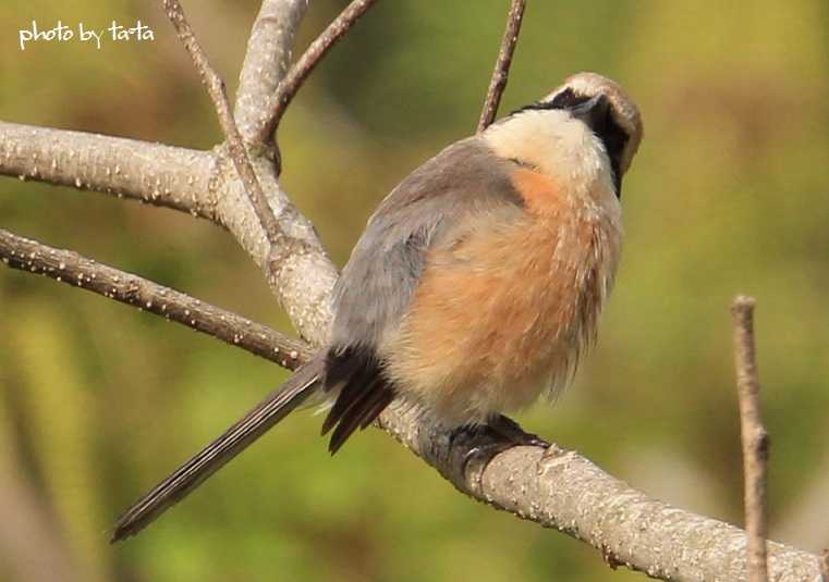 Photo of Bull-headed Shrike at 仙台市・水の森公園 by ta@ta