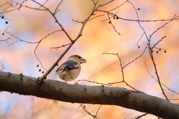 Hawfinch Akigase Park Sun, 12/12/2021