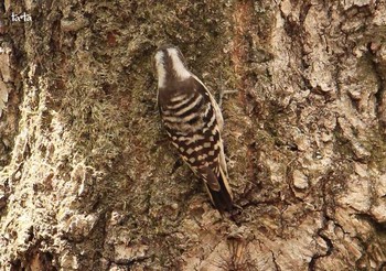 Japanese Pygmy Woodpecker 宮城蔵王・野鳥の森 Thu, 5/4/2017