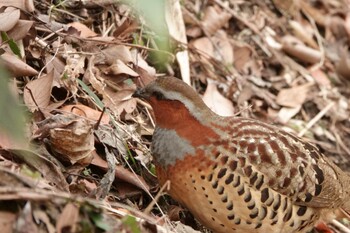 2022年1月10日(月) 舞岡公園の野鳥観察記録